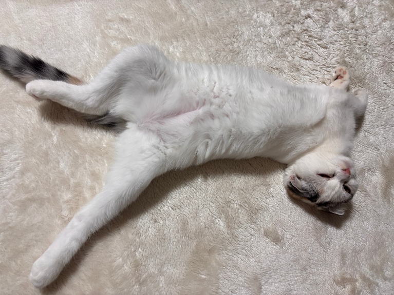 まぐろ ♀ 9カ月。「ふと見たら凄い寝方で寝ていたまぐろ。中に人間が入っているような寝姿」（飼い主さんより）。