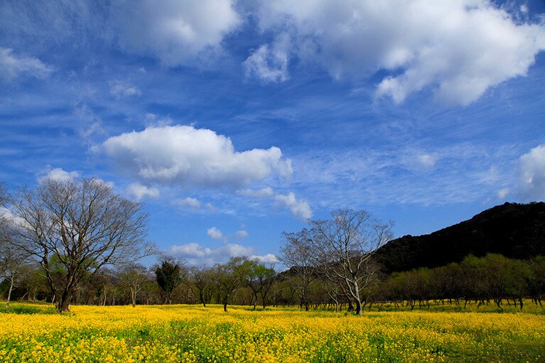 入田ヤナギ林の菜の花。