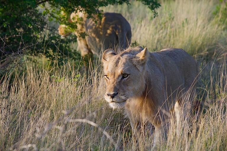 雄ライオンは2歳を過ぎたころから群れを追い出される宿命。でも、それまでに子ライオンの80パーセントは死んでしまう。ライオンが生き残るのも大変なのだ。