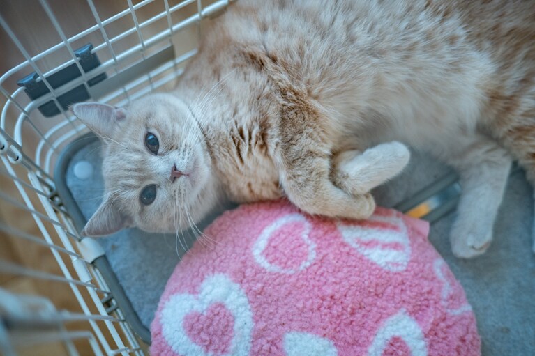 もなこ ♂ 0歳。もなは0歳の男の子。遊ぶのが大好き（むっちーさん）