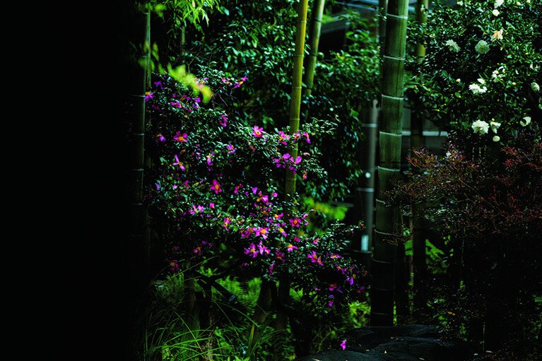 【養生館はるのひかり】朝食をいただく食堂、透き通った朝の光とともに眺める庭に、季節の花が。Photo: Takafumi Matsumura