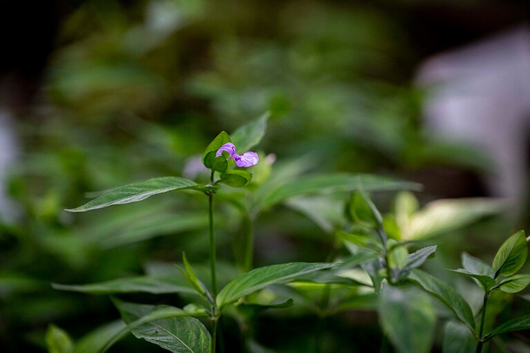 上下に開く2枚の唇形の花びらが特徴的なハグロソウ。