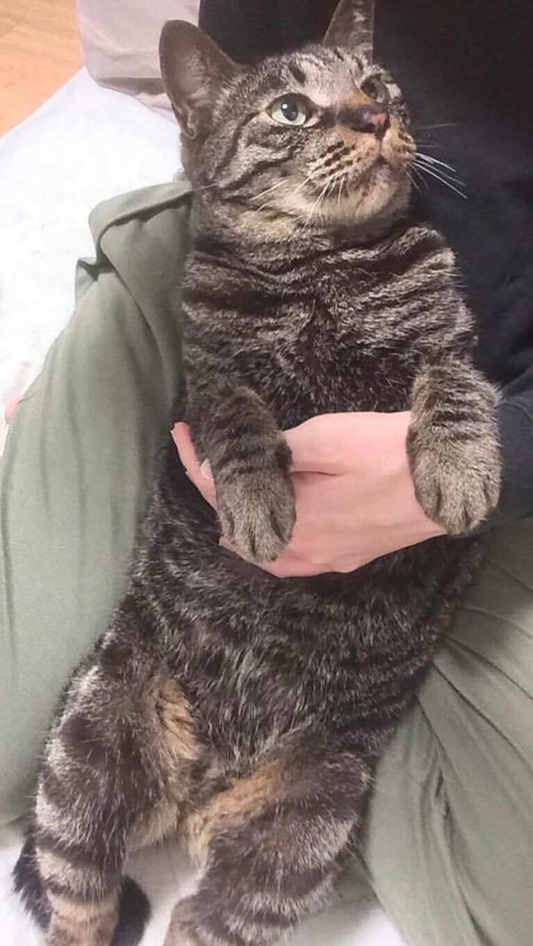 またむね ♂ 12歳。抱っこ大好き甘えん坊イケメン。