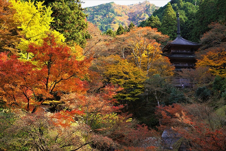 高源寺の紅葉／兵庫県