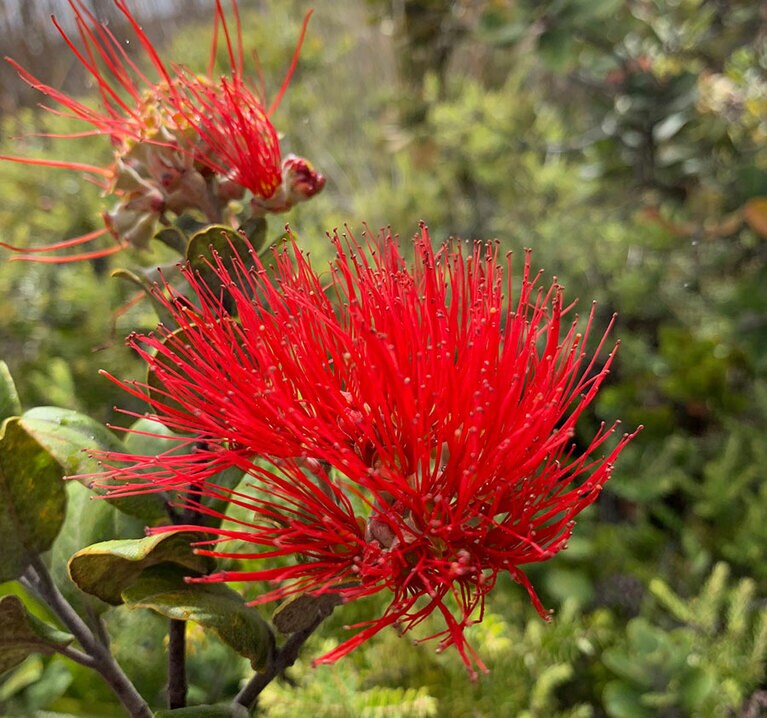 ハワイ島の島花オヒアレフア。