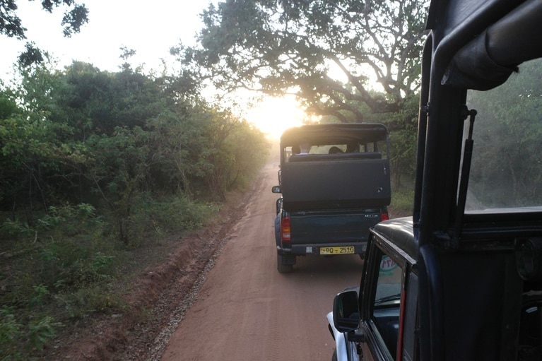 朝日が差すなか、四駆車が次々に広大な園内へ入っていく。