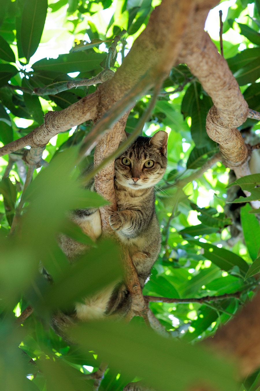 木登りする猫と目が合った。