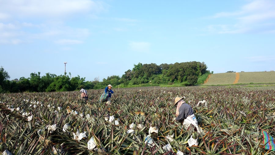 どこまでも広がる台湾南部のパイナップル畑。台南市關廟區。