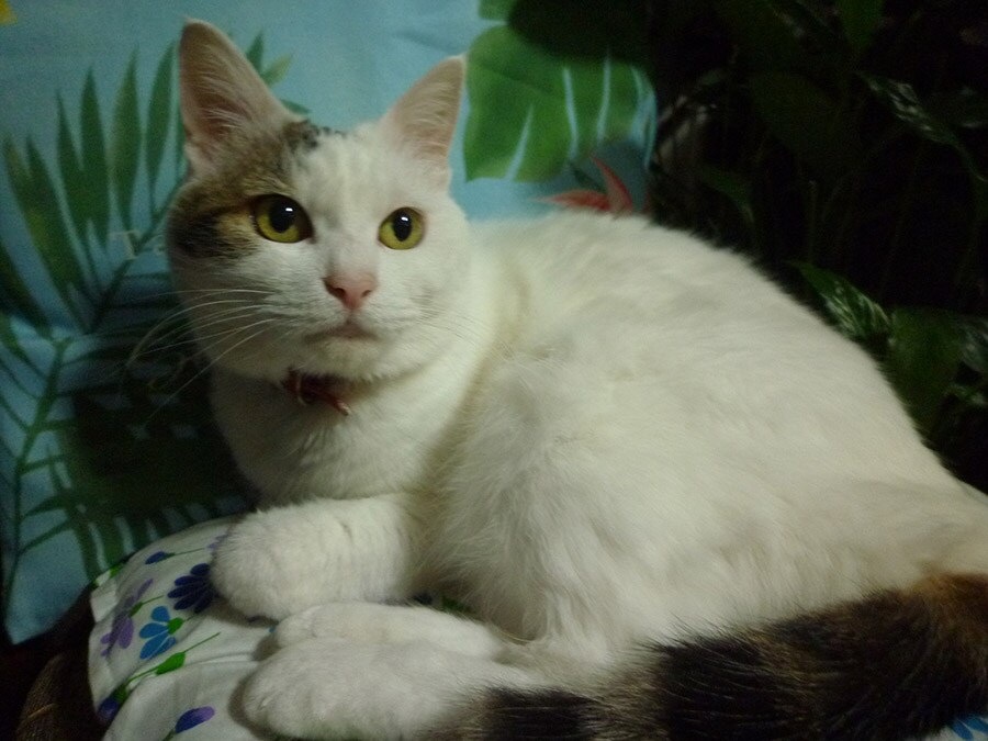 クー(空) ♀ 12歳。我が家2代目の愛猫。その純な瞳、すべらかな毛並みから「深窓の令嬢」と呼んでいます。
