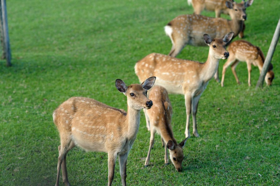 観光客の少ない朝・夕の散策を満喫できるのも、滞在するからこそ。奈良公園周辺では鹿とのふれ合いを楽しんで。