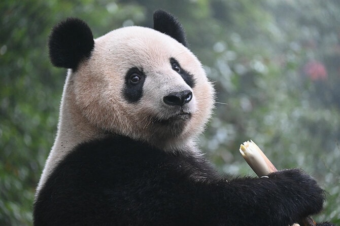 シャンシャン 【公式通販】