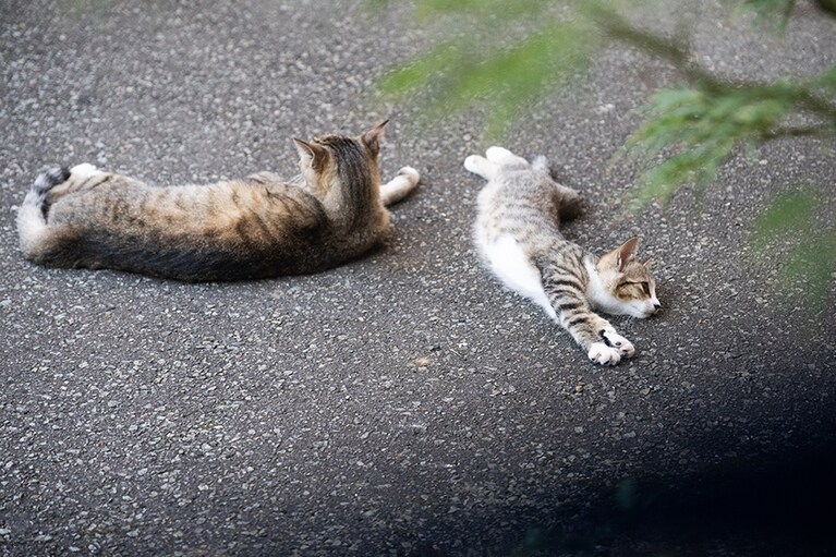 ネコちゃんたちものびのびと島時間を満喫中!?