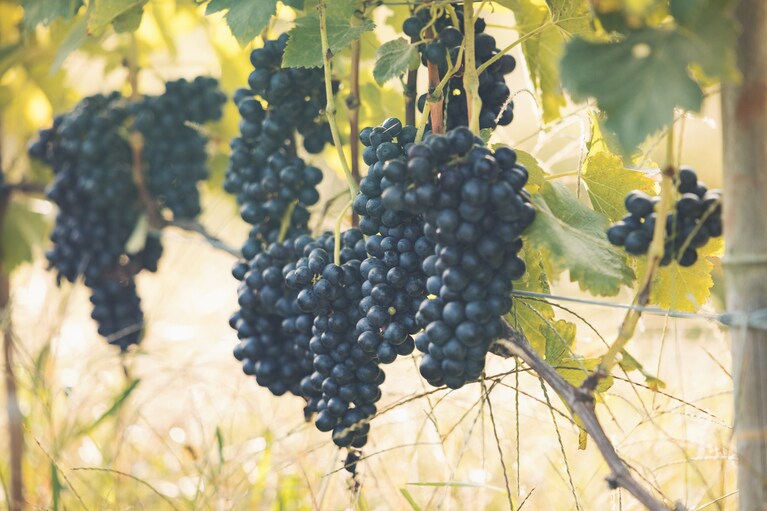 メルロー、ピノ・ノワール、シャルドネ、ピノ・ムニエ、ゲヴェルツトラミネールなど、多様な品種のブドウを育てている。（撮影：砺波周平）