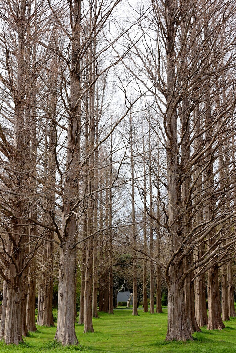 水元公園のメタセコイア。写真：アフロ