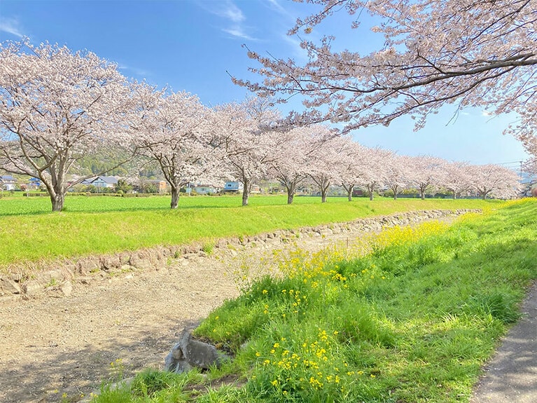 【福岡県】草場川の桜並木。