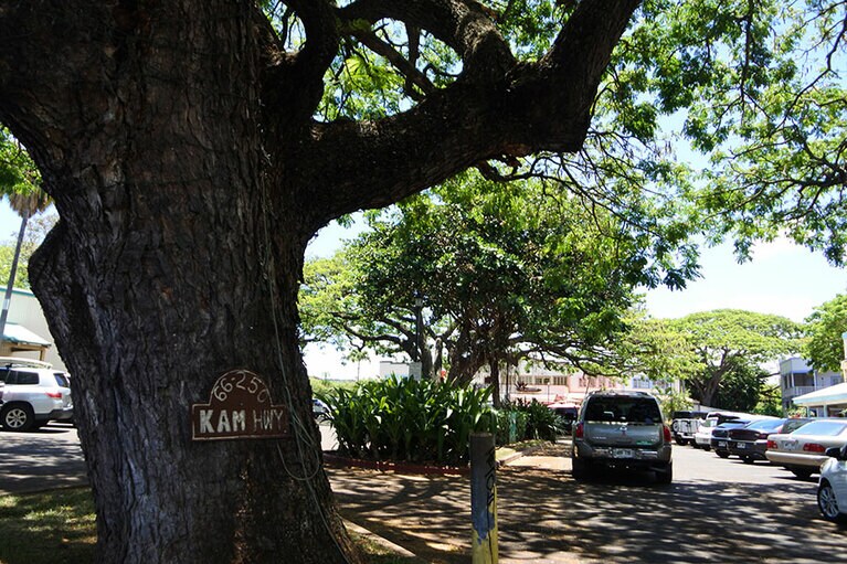 ハレイワにあるノースショアマーケットプレイス。ショップの中にはノースショア限定アイテムのあるところも。