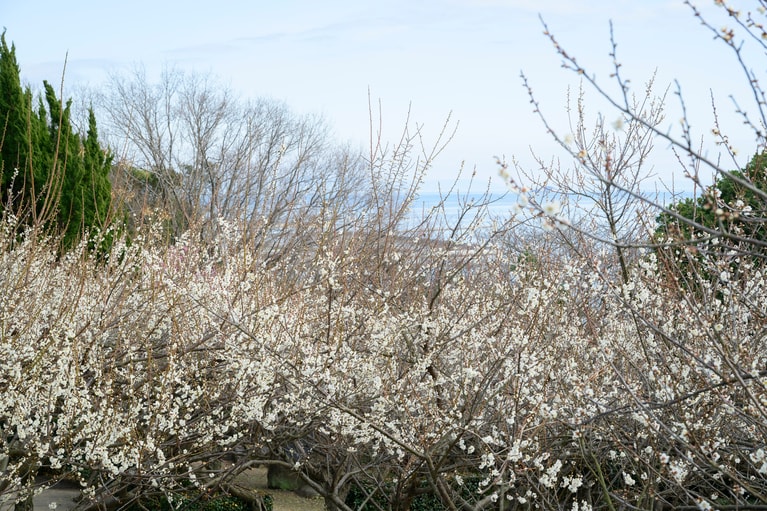 《早春の絶景散歩》紅白の梅の先には瀬戸内海、園内には古墳も！西日本随一の梅の名所「綾部山梅林」へ【兵庫県】