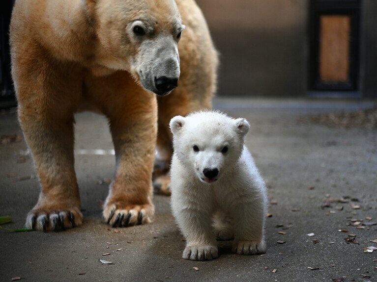 生後93日のライ／写真提供＝ズーラシア