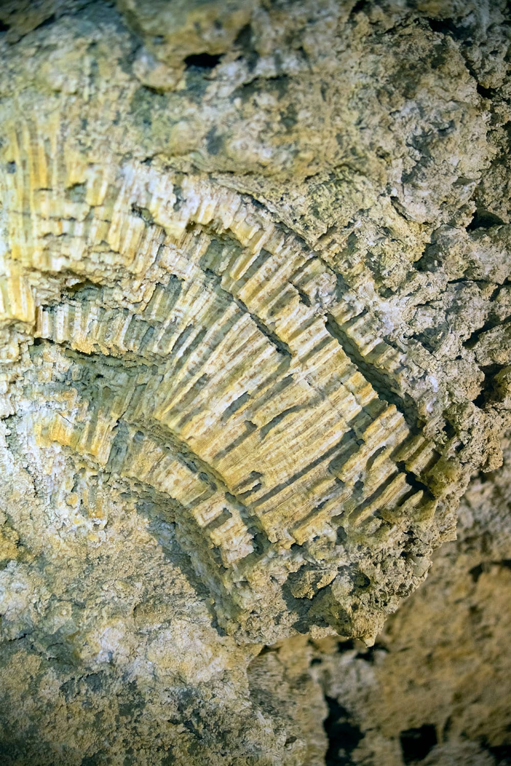 珊瑚の化石。