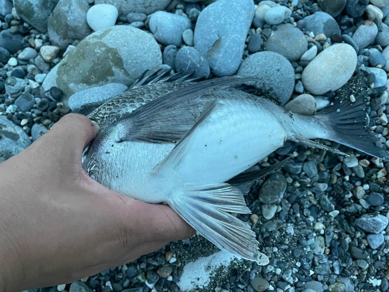 ノッコミの時期らしい太さ(これだけじゃない…! ホタルイカを餌にして釣れた高級魚まであと写真3枚)