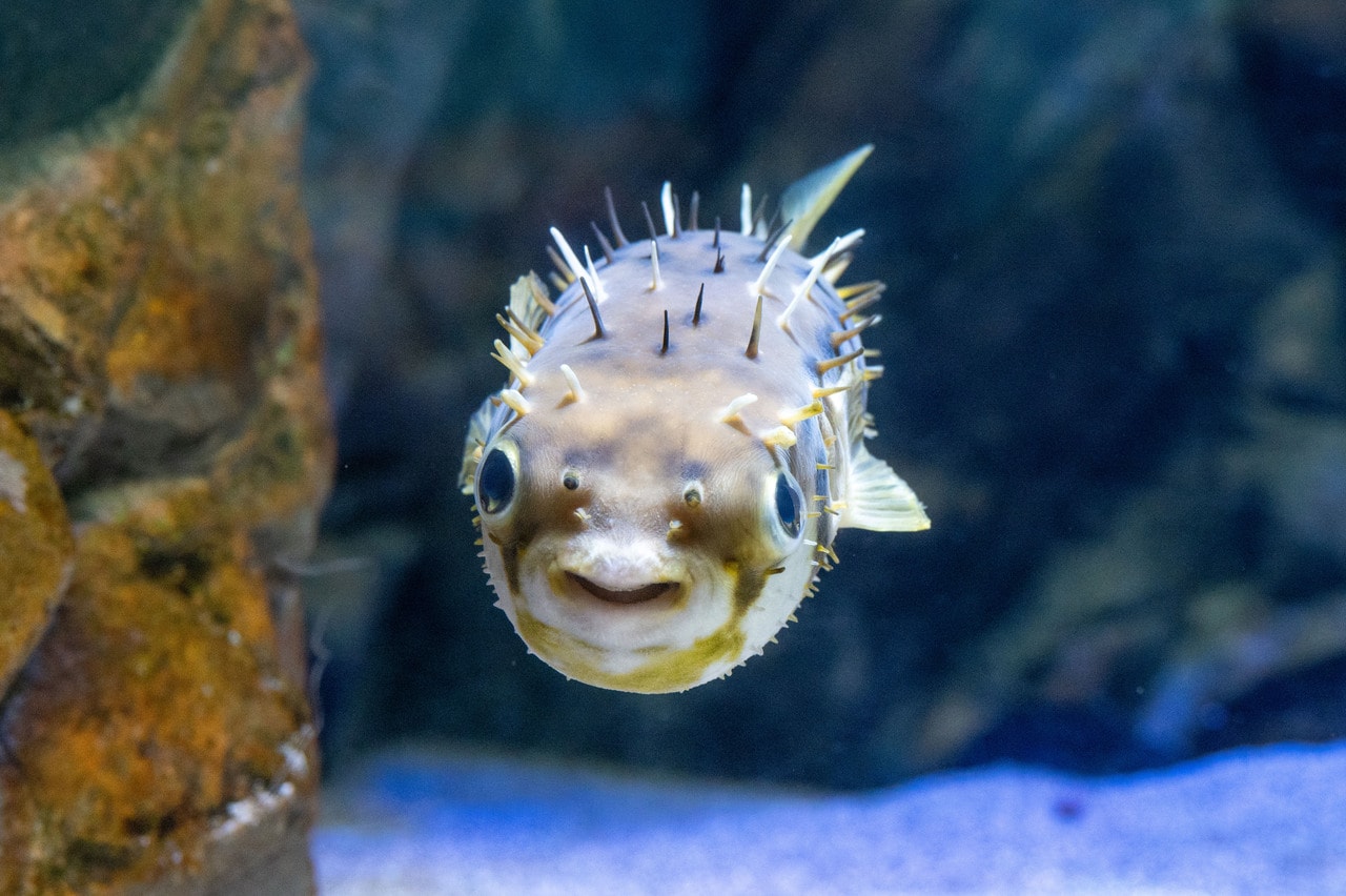 「海響館」のふぐ。正面顔がかわいい～。