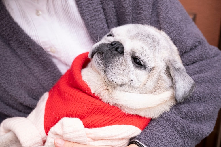 松嶋さんに赤ちゃんのように抱っこされるこぶしくん。