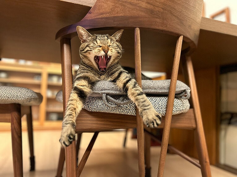 きなこ ♀ 2歳。あくびをしているだけなのですが、手の感じも含めて何か笑えてきます（おはぎさん）