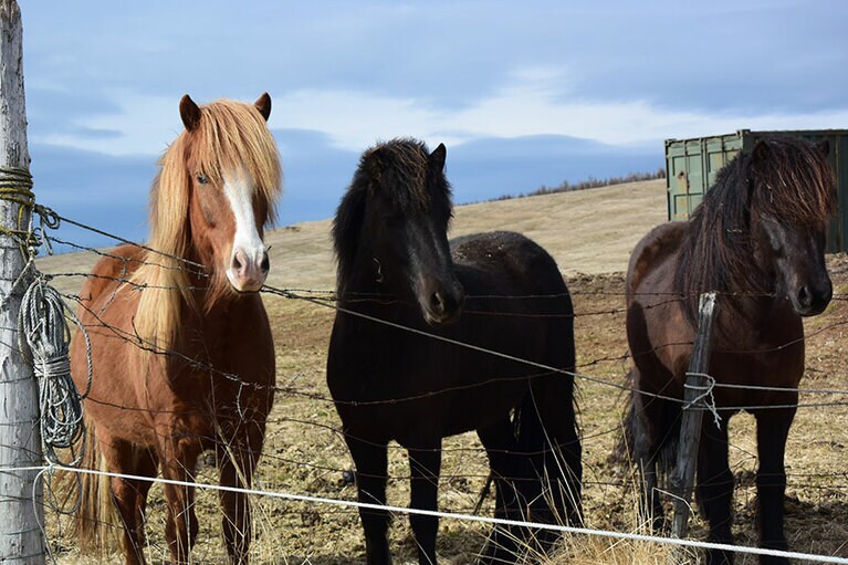 最初の移民と共にやってきたというアイスランド・ホース。小ぶりでどっしりとした体格が特徴。