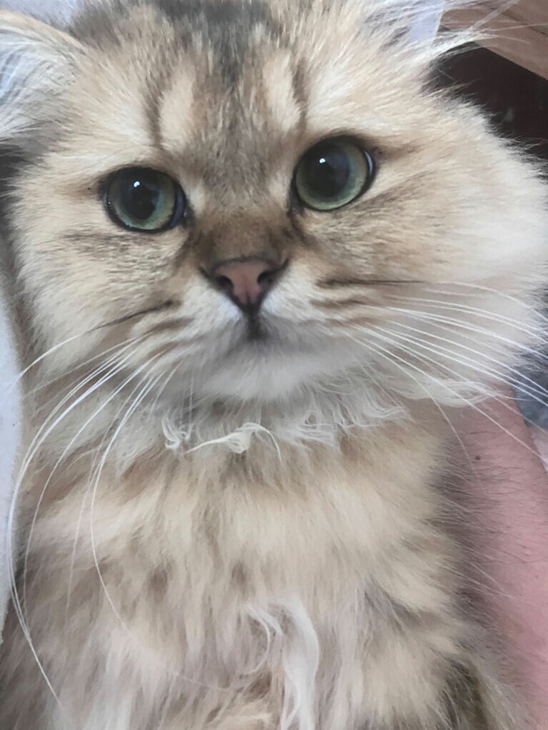 チャイ ♂ 1歳。去年8月に我が家に来たチャイ。我が家のラッキーキャットです。ちょっとマジカルな魅力がある瞳です