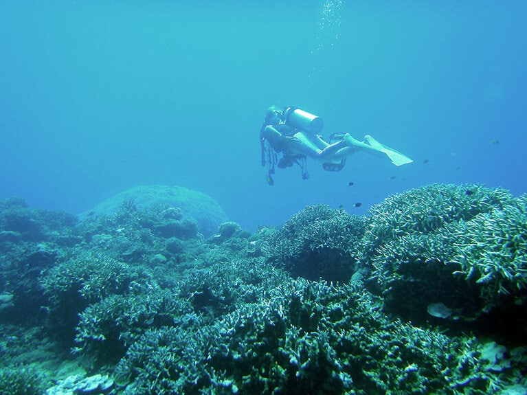 サンゴがみごとなカメカメポイント。