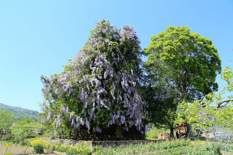 深山神社の大カヤ・大藤／福島県