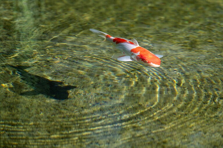 新潟県・里山十帖の秋