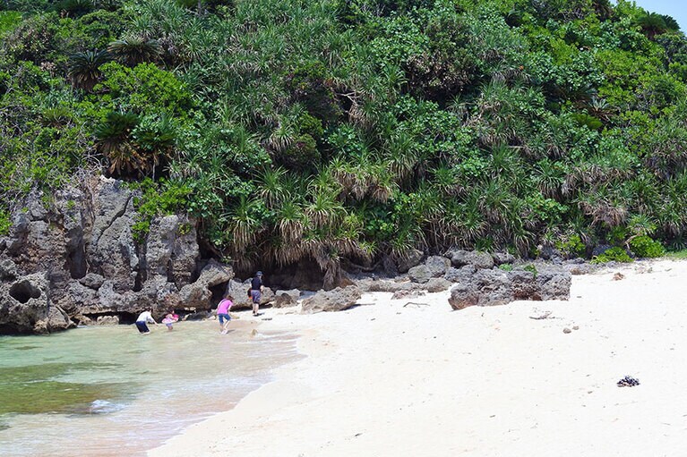 少し内部に入っただけで、手つかずの自然が満開。