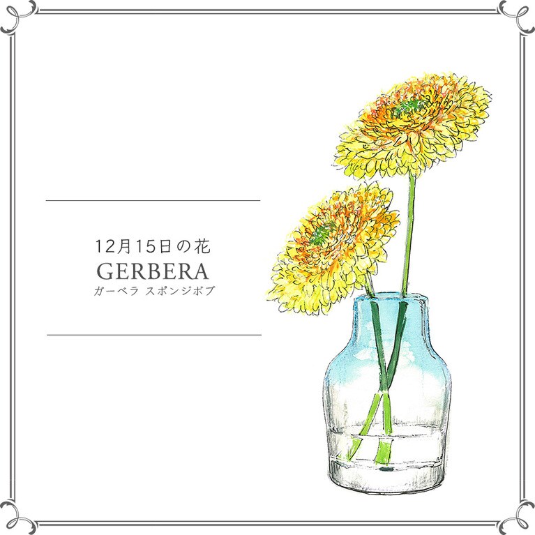 12月15日の花「ガーベラ スポンジボブ」