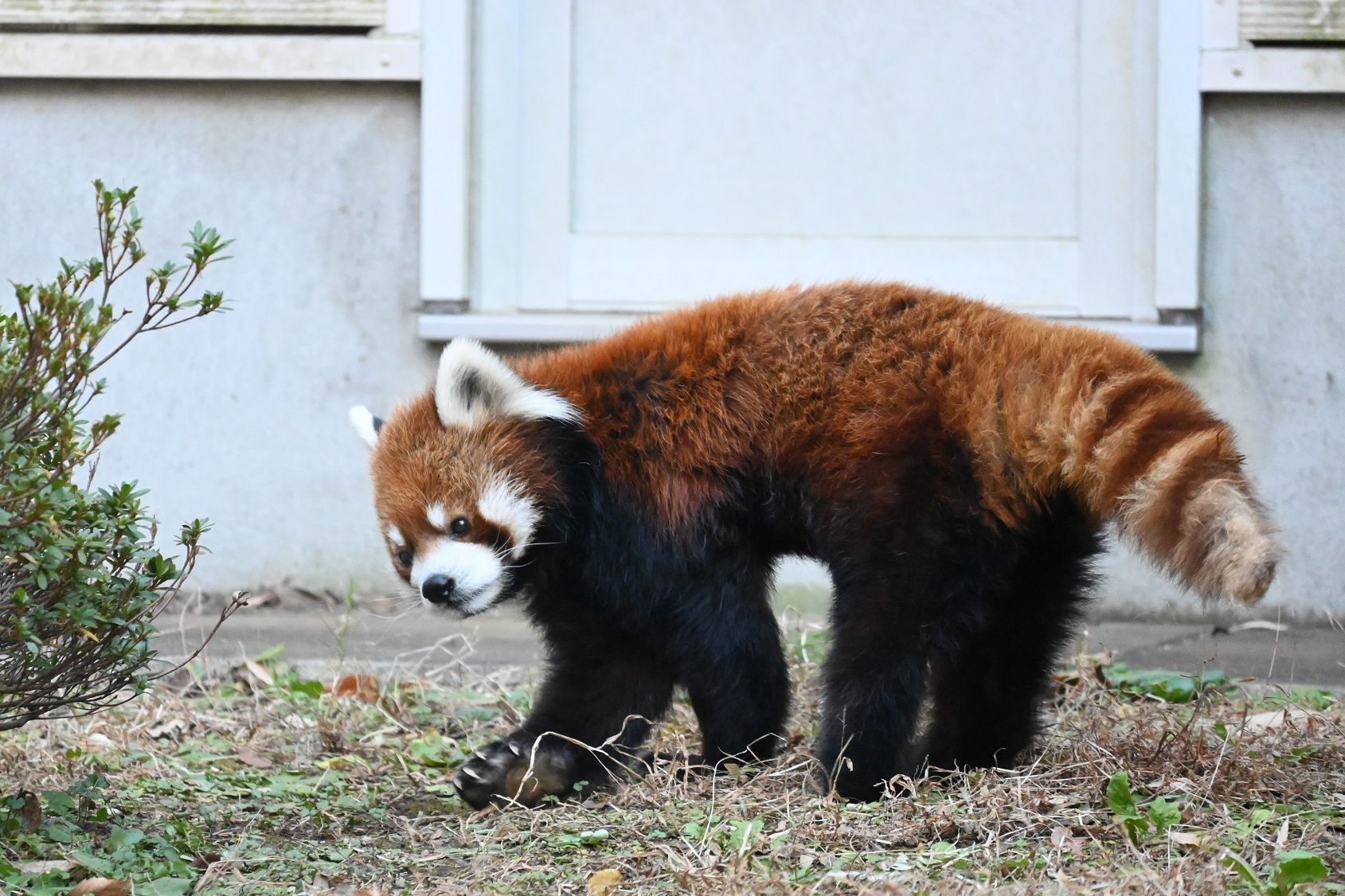 6ページ目 写真多数 あのブームから15年 レッサーパンダ 風太くん の 意外すぎる今 を追ってみた