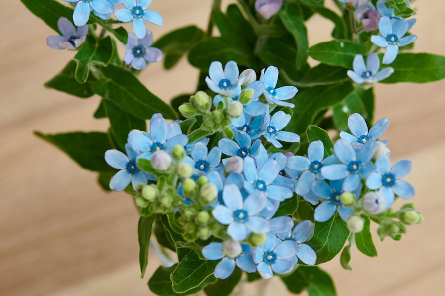 青い花」で夏の暮らしを涼やかに！ インクを使って簡単に作る方法も♡ | 新しい私を、花と。Playful Flower Life！ | 写真 | 3枚目