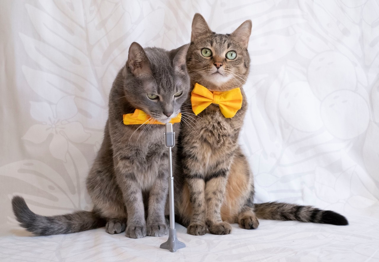 おもしろ猫部門5位：なつくん ♂ 9歳、右：ゆずちゃん ♀ 9歳。