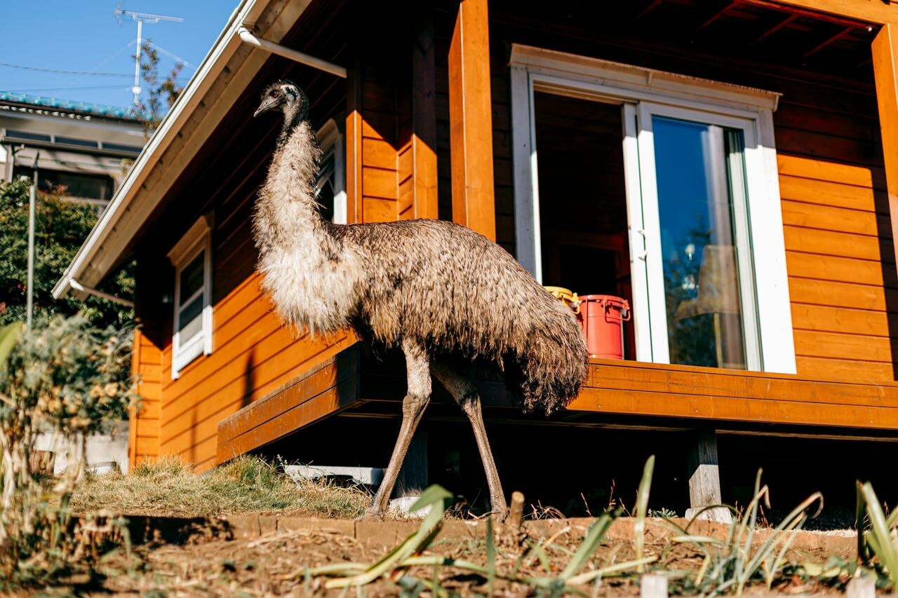 現在は約170センチ、ログハウスの前にたたずむエミューの「グルート」