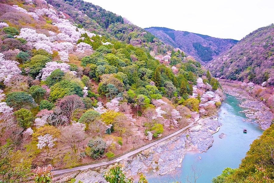 桜の季節、星のや京都の舟あそびも格別。