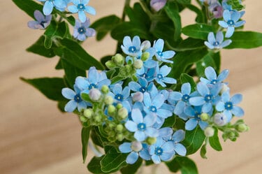 青い花」で夏の暮らしを涼やかに！ インクを使って簡単に作る方法も♡ | 新しい私を、花と。Playful Flower Life！ | 写真 | 1枚目