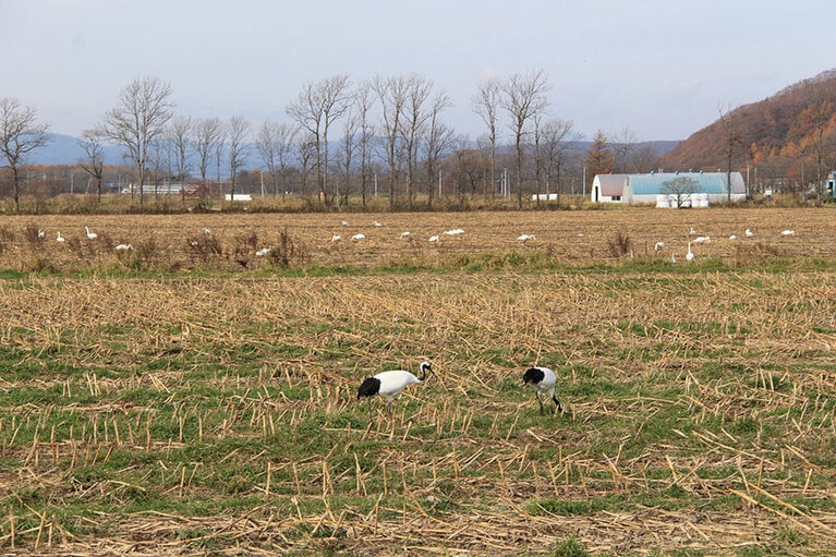 手前に天然記念物のタンチョウヅルが2羽。その後ろにはオオハクチョウの群れが！