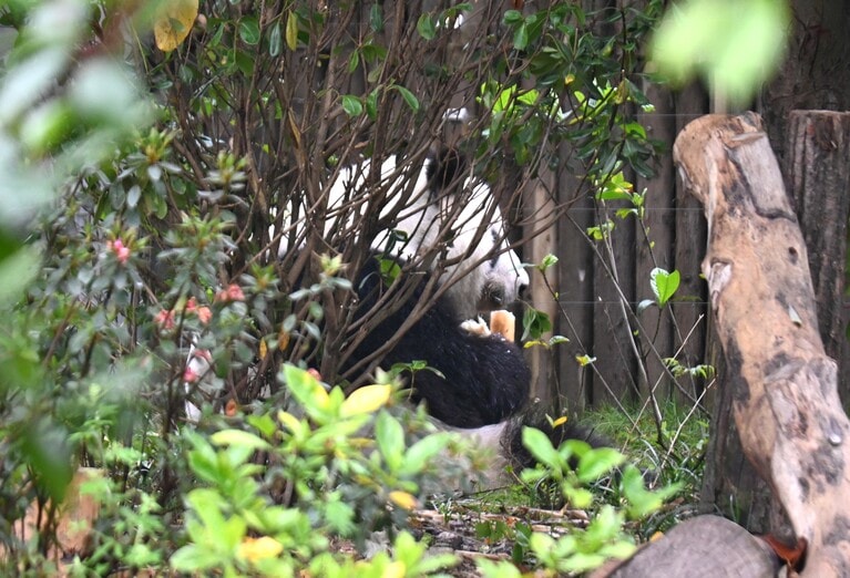 アメリカのアトランタ動物園から2024年10月に帰国したメスの伦伦（ルンルン）。和花の祖母。（2026年5月1日、筆者撮影）