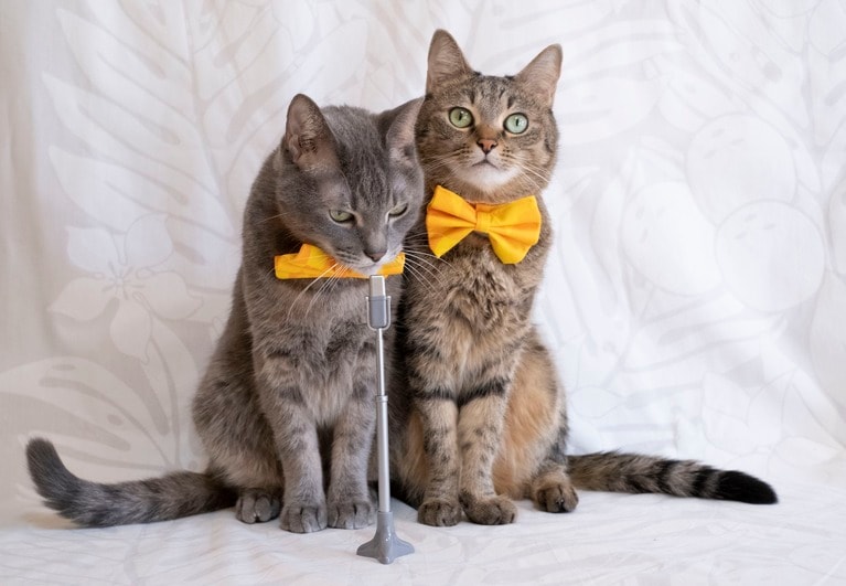 おもしろ猫部門5位：なつくん ♂ 9歳、右：ゆずちゃん ♀ 9歳。