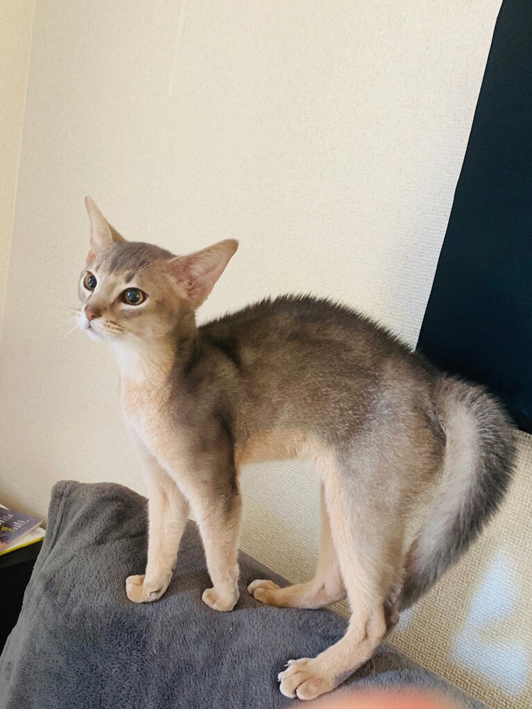 ジャミー ♂ 0歳。テレビに映った猫に精一杯の威嚇をしてます。