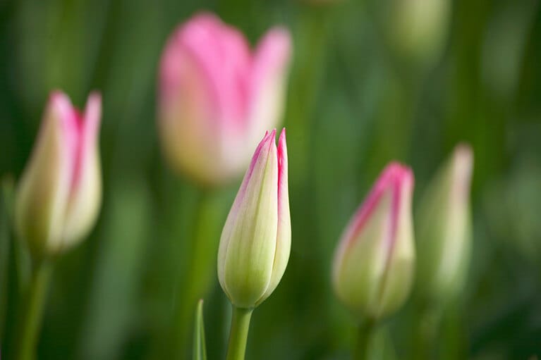 春にはたくさんのチューリップが花屋さんに並びます。