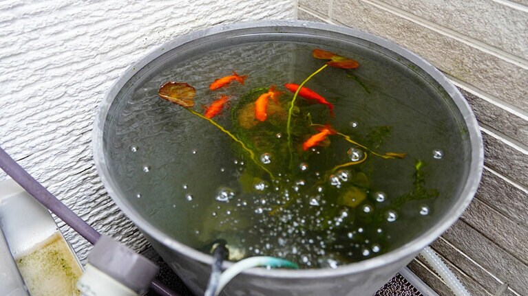 うちの子ベストショット①「基本下に何匹か隠れるのですが全員上で泳いでます。かわいい」