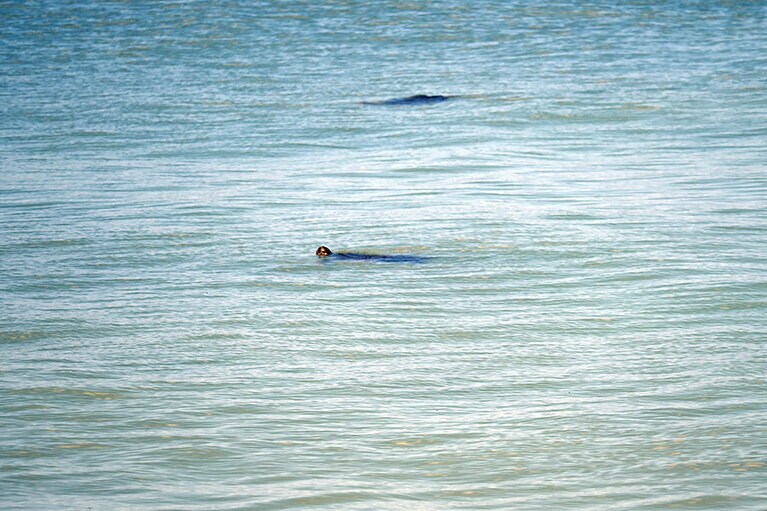 波打ち際近くまでやってきた2匹の海ガメ。湯治のためだったりして？