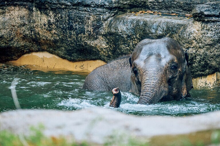 近くに生える植物を食べながら、優雅に水浴するインドゾウ。「どしゃ降りの雨なのに嫌じゃないのか。すげぇなぁ」。その言葉に自然と共存する動物たちへの畏敬を感じる。