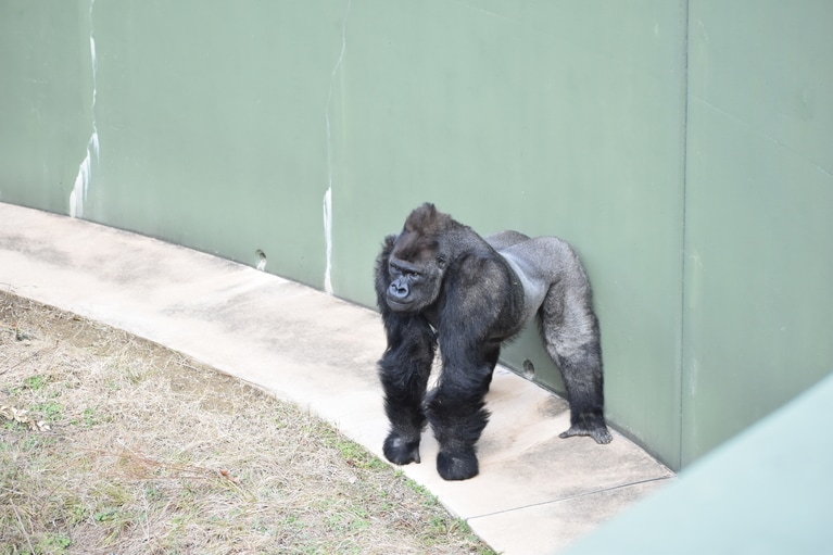 キヨマサ。写真提供＝名古屋市東山動植物園
