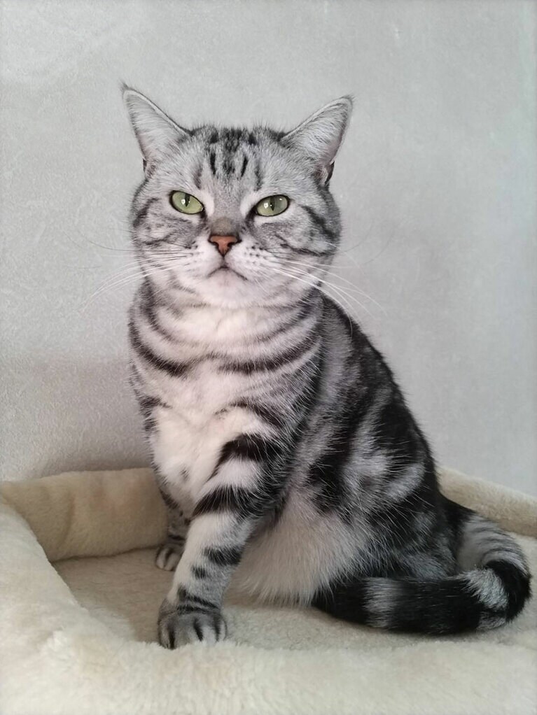 みみ ♀ 4歳。とにかくプライドの高いお姫様。いつもキリッとしています。モデル立ちしたところをパチッ。私の体調の悪い日を察して、そばに寄り添っていてくれる心優しい姫でもあります♡